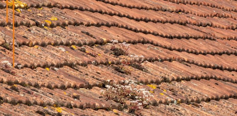 Tuiles anciennes avec lichen et mousse  couvreur 77, charpentier 77, isolation thermique 77, sarking 77, toiture 77