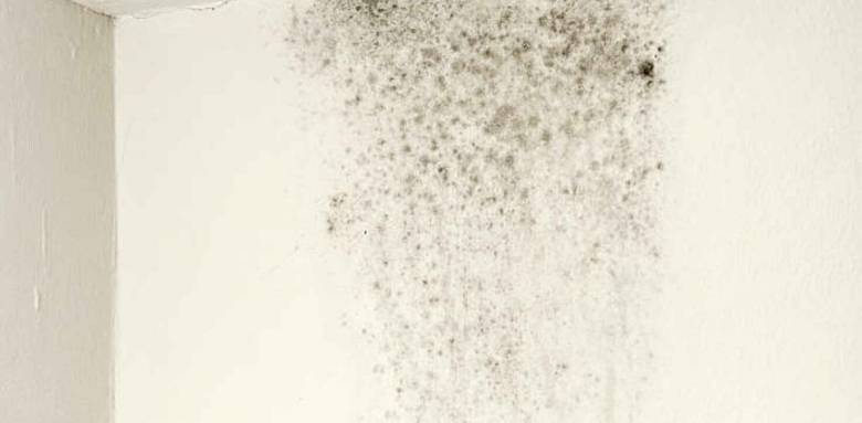 Plafond avec des moisissures