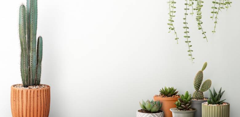 Décoration avec cactus - Cholet 49