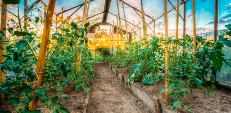 renover serre de jardin, optimiser serre de jardin, amenager serre de jardin, amenager interieur serre, astuces amenagement serre, conseil amenagement serre jardin, budget serre jardin, tarifs serre jardin