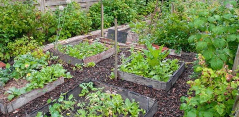 potager bio