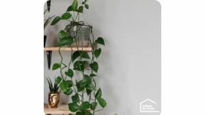 Créer son mur végétal à Port-En-Bessin (14520)