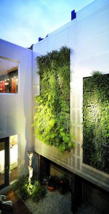 Mur végétal extérieur
