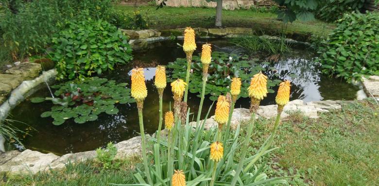 oasis jardin landerneau