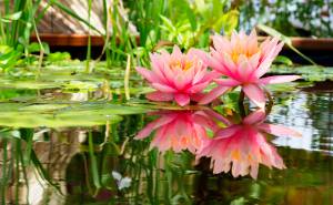 Créer une oasis dans son jardin.