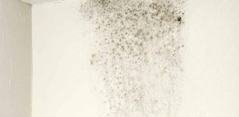 Plafond avec des moisissures