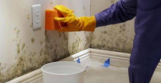 Moisissures  murales