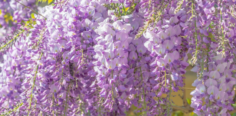 Glycine