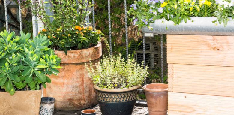 Plantes sur une terrasse