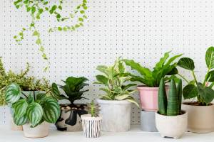 Assortiment de plantes d'intérieur en pots - Cholet 49