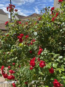 Comment optimiser votre jardin dans les Hauts-de-Seine (92)