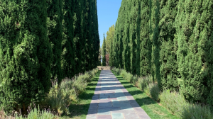 allée-de-jardin-en-pavés