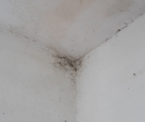 Moisissures chambre traitement Beaune