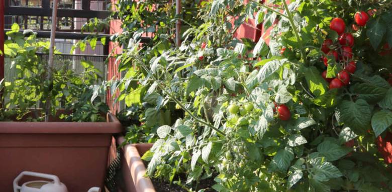 Aménager un potager sur un balcon à Paris 15