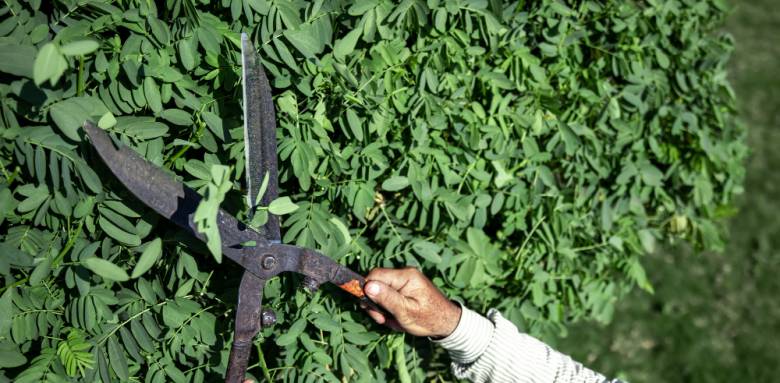 Embellissez votre jardin