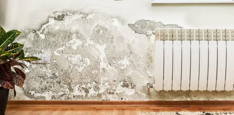 Mur humide Dax