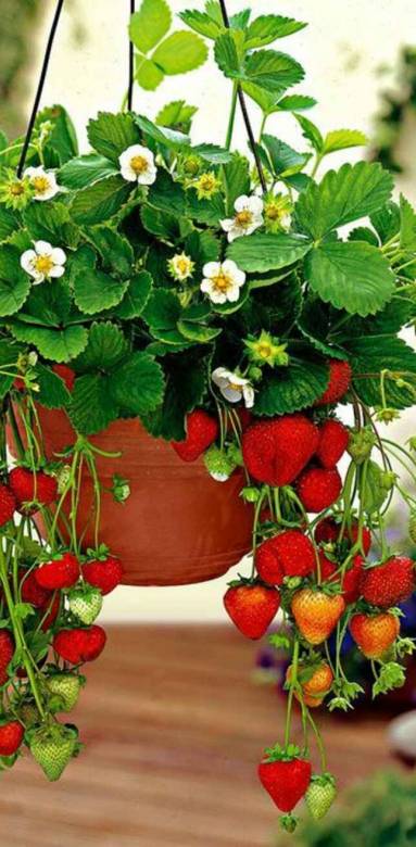 Suspension de fraisier pour un balcon