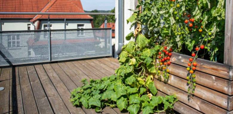 Un potager sur votre balcon ! Domjean 50420