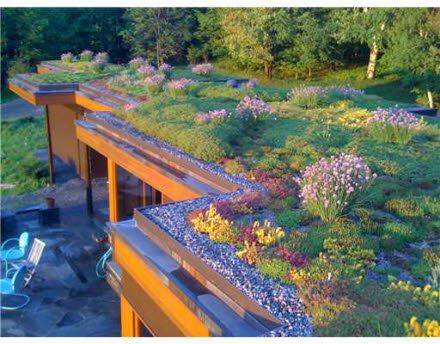 Toiture végétalisée