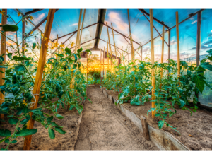 renover serre de jardin, optimiser serre de jardin, amenager serre de jardin, amenager interieur serre, astuces amenagement serre, conseil amenagement serre jardin, budget serre jardin, tarifs serre jardin