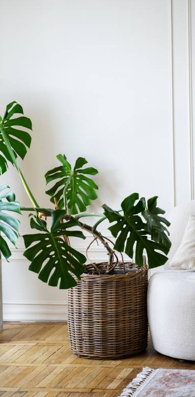 Grand pied de monstera en décoration intérieure - Cholet 49