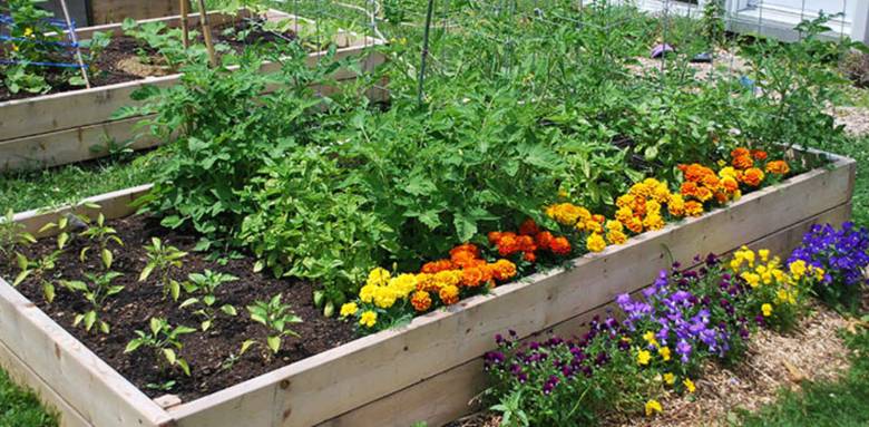 potager enclavé