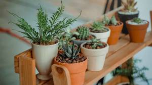 Créer un jardin d’hiver pourquoi pas - St Lô 50000