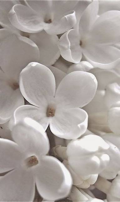 Coloris blanc
