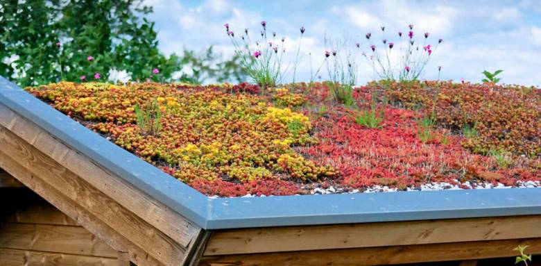 Toiture végétalisée d'un immeuble