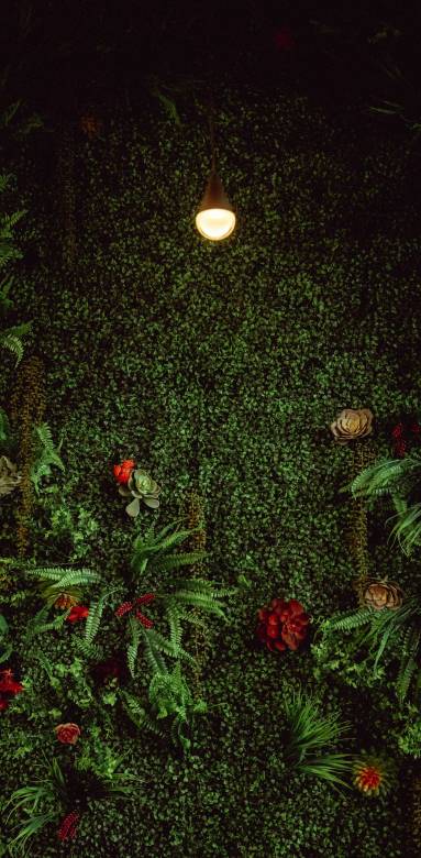 Mur végétal pour votre patio