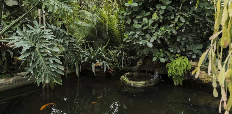 Créer une oasis dans le jardin autour d'une mare - Nantes 44