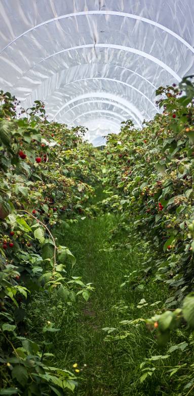 Serre de jardin