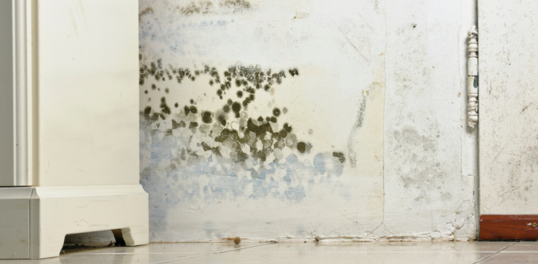 Traiter mur humide Orléans