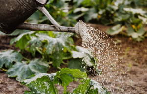 Comment entretenir son jardin avec la canicule ?