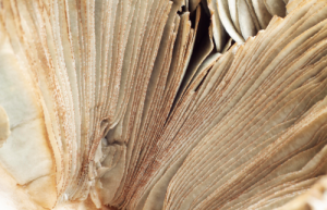 matières naturelles