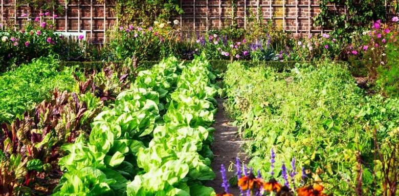 potager alignement allée