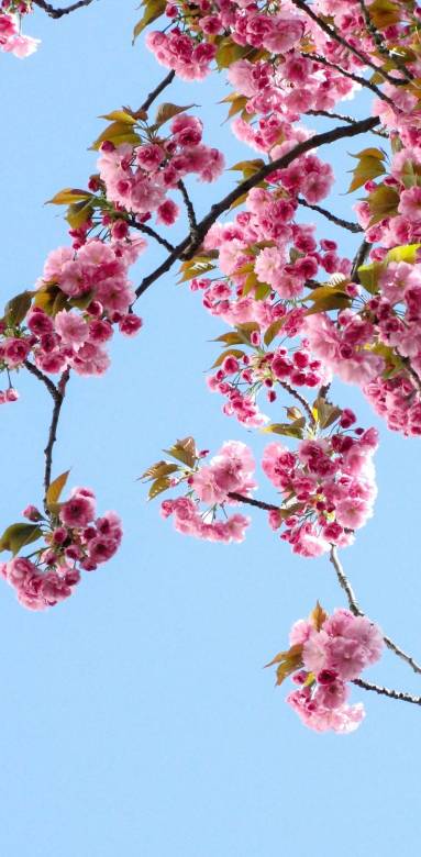 printemps