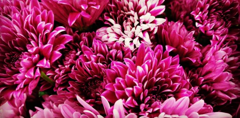 Couleur de l'année Very Magenta