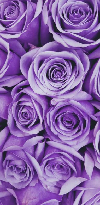 Coloris violet