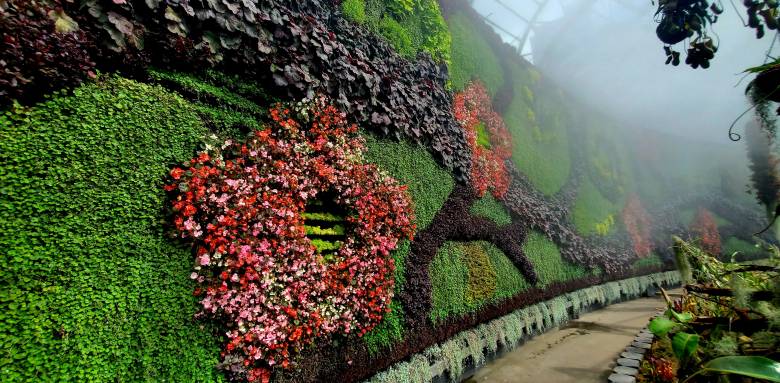 Créer un mur végétal dans son jardin 