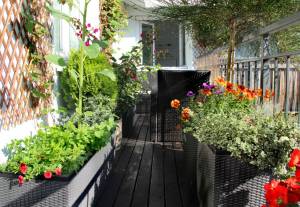 aménagement de plantes sur balcon pour se cacher du vis à vis Paris Bastille / Paris 11 