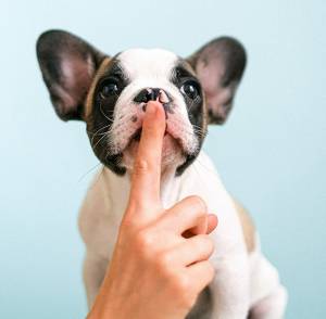 Qu'est ce que l'isolation phonique 59 Nord