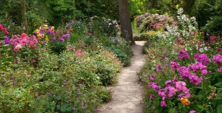 Jardin sauvage avec allée gravillonnée et belles fleurs des champs