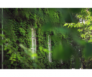 Mur végétal extérieur Montbrison