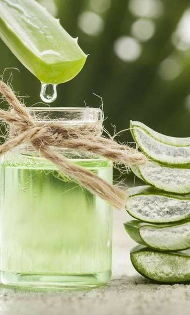 Suc contenu dans l'Aloé Vera