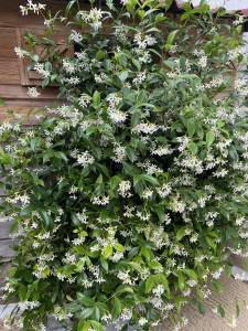 Et pourquoi pas un jardinet sur votre balcon ?