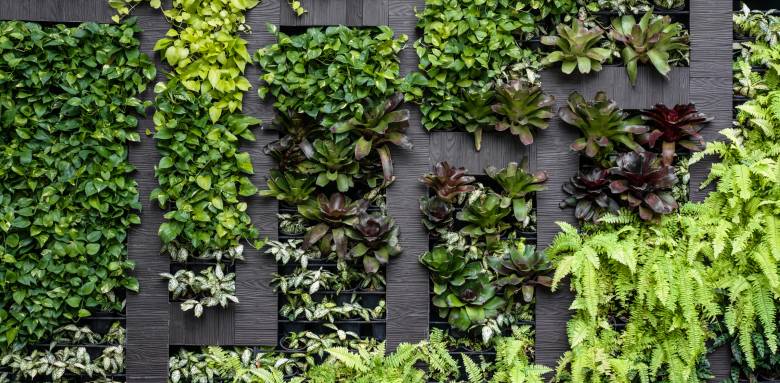 Mur végétal extérieur