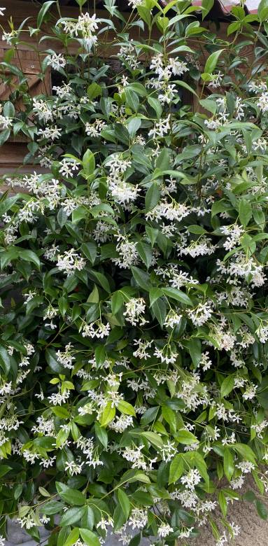 Et pourquoi pas un jardinet sur votre balcon ?