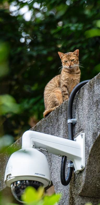 Un chat sur les toits d'une maison secondaire 