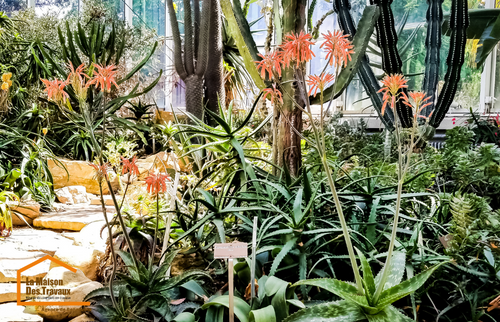 Fleurs exotique dans une serre